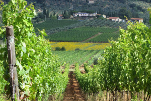 La Tenuta vista dal vigneto di Aleatico